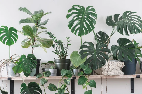 Verschiedene Grünpflanzen auf einem Regal